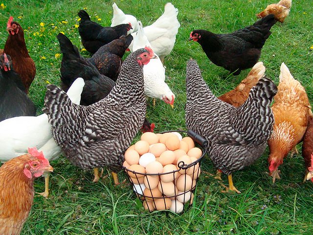 Содержание кур и уход за ними | ЗооТом - продажа, вязка и услуги для животных в Лямбире