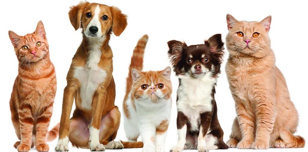 Доска объявлений о животных | ЗооТом - продажа, вязка и услуги для животных в Лямбире