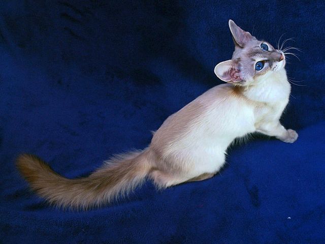 Выведенные породы кошек в Лямбире | ЗооТом портал о животных