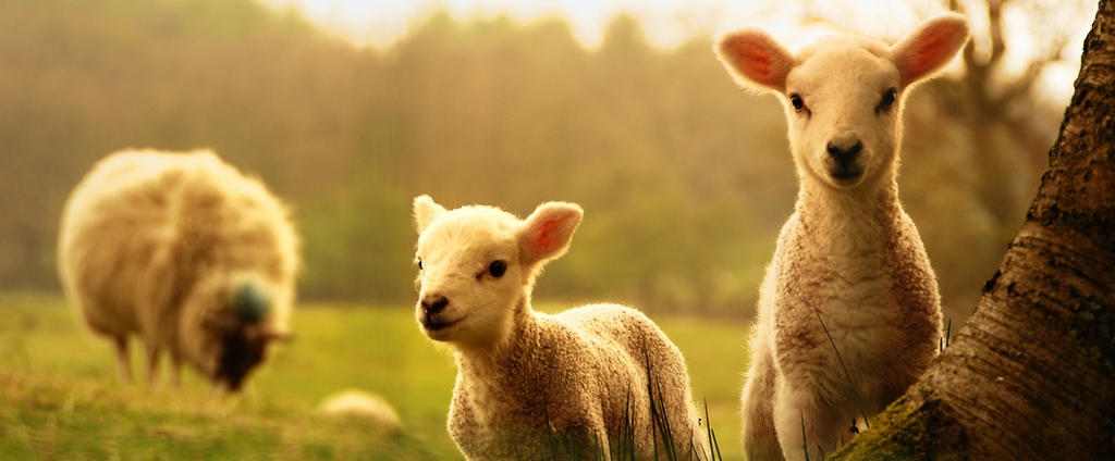 Объявления о сельскохозяйственных животных | ЗооТом - продажа, вязка и услуги для животных в Лямбире