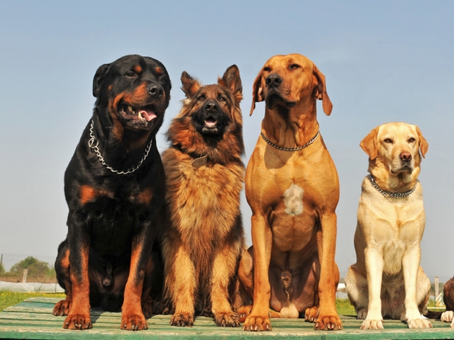 Крупные породы собак в Лямбире | ЗооТом портал о животных